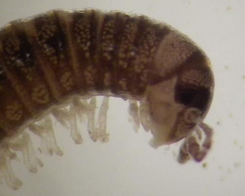 Réf. 272 143 : Brachyiulus sp.